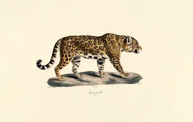 Weiblicher Jaguar