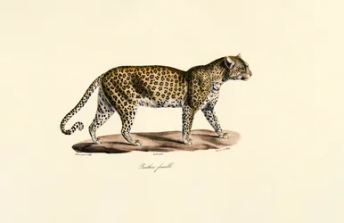 Weiblicher Leopard