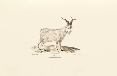 Vierhörnige Hausziege