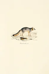 Graufuchs Männlich (Urocyon cinereoargenteus)