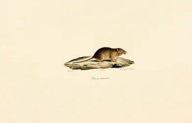 Erntemaus