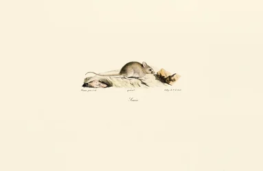 Hausmaus