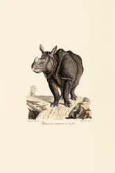 Indisches Nashorn, Vorderansicht
