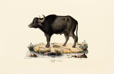 Italienischer Wasserbüffel