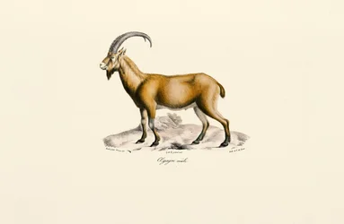 Männliche Wildziege