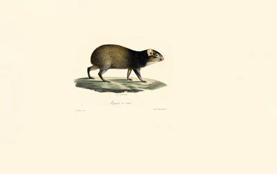 Mexikanisches Stachelschwein