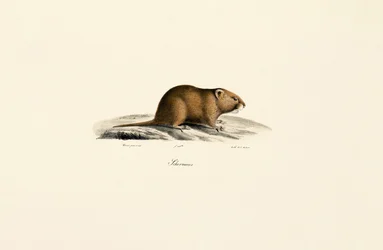 Mauswühlmaus (Sichermous)