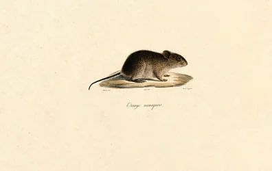 Namaqua-Felsenmaus