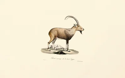 Nubischer Steinbock