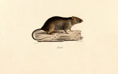 Pazifische Ratte