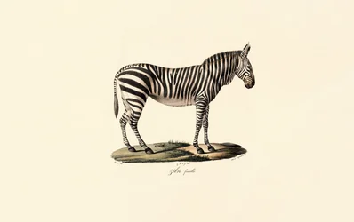 Steppenzebra, weiblich