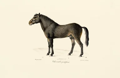 Przewalski-Pferd