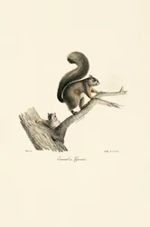 Pyrenäen-Eichhörnchen mit Jungem