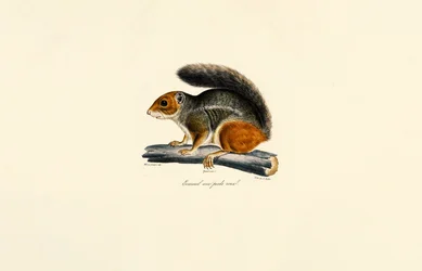 Rotstreifen-Chipmunk