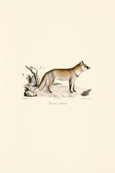 Rotfuchs (Vulpes vulpes)