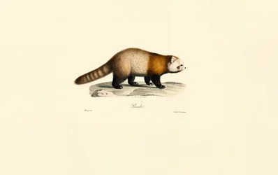 Roter Panda (Ailurus fulgens)
