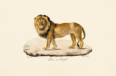 Senegal-Löwe
