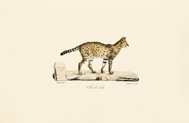 Serval, männlich