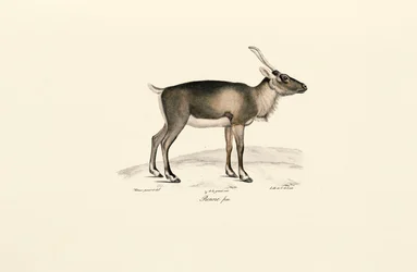 Sibirisches Moschustier
