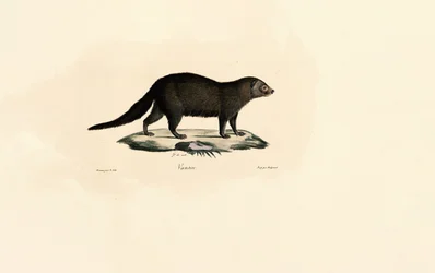 Südamerikanischer Tayra