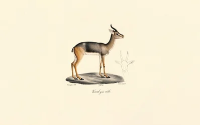 Südlicher Riedbock (Männlich)
