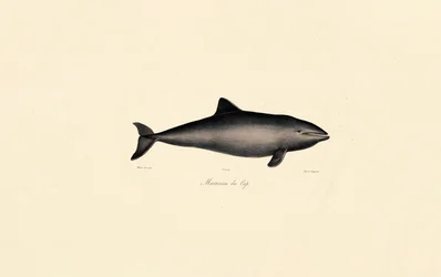 Südlicher Glattwal-Delfin