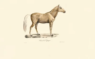 Spanisches Pferd
