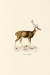Sumpfhirsch