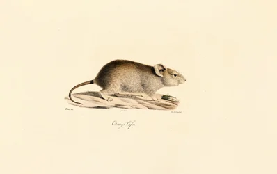 Vlei-Ratte