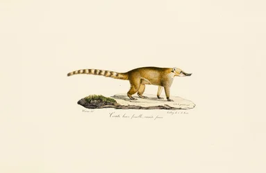 Weißnasen-Nasenbär (weiblich, hellere Variante)