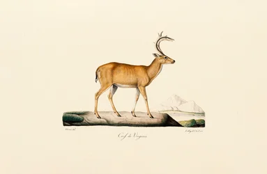 Weißwedelhirsch