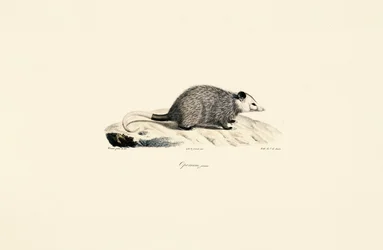 Junger Opossum