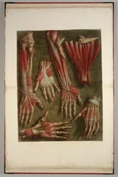 Eine Gruppe von sezierten Händen, 1745-46