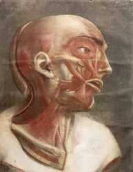 Anatomischer Kopf, aus "Myologie complete en couleur et grandeur naturelle", 1746