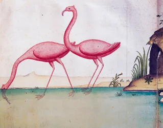 Rosa Flamingos, Galapagos-Inseln, Aquarell aus dem Logbuch von Jacques Gouin de Beauchesne (1652-1730), Kapitän der Compagnie royale de la Mer du Sud, von 1698 bis 1701, Frankreich