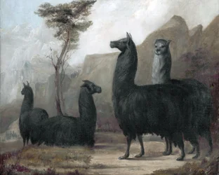 Alpakas