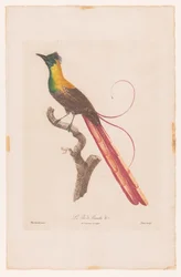 Paradiesvogel auf einem Ast