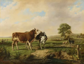 Bullen, Schafe und Ziege auf der Weide