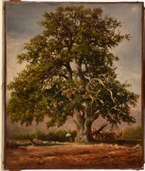 Die alte Eiche