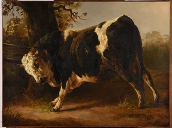 Wütender Stier