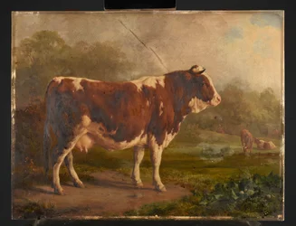 Kuh mit weißem und rotem Fell