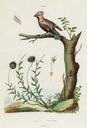 Seidenschwanz und Schafgarbe