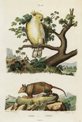 Gelbwangenkakadu und Gürteltier