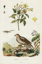 Gelber Jasmin und Kurzzehenadler