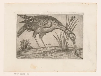 Vogel (Vogels)