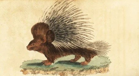 Gewöhnliches Stachelschwein, Hystrix cristata (Kupferstich)