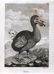 Der Dodo, aus 