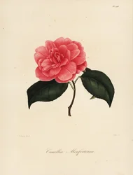 Camellia japonica Sorte, Camellia monfortiana
