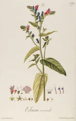 Echium: Orientale aus "Icones Plantarum", ca. 1763
