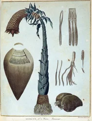 Banane - in „Reise nach Nubien und Abessinien unternommen, um die Quellen des Nils zu entdecken, in den Jahren 1768 bis 1772“, von James Bruce, Bd. 1, Paris